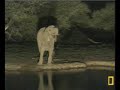 Elephants Dislike Wildebeest-Part 1 Pete's Pond December 15, 2009