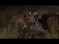 hienas famintas devorando uma zebra viva