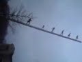 Walking to the Sky Walking to the Sky