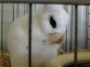bunnies!
