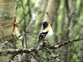 Mountain birds of Norway:Brambling-Bluethroat-Wheatear