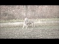 Michigan Trophy Deer Season One Ultimate Whitetails.