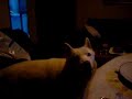 CANTA ALRITMO CON SU DUEÑA