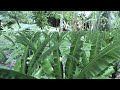 crysis crytek