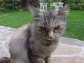 My Sweet Kitty Cats