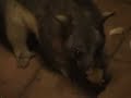 Mummy taped these possums while she was away in Darwin..Music - Leaves that are Green - Simon and Garfunkel#53 - Top Rated (Today) - Pets & Animals - All#19 - Most Discussed (Today) - Pets & Animals - All#18 - Most Discussed (Today) - Pets & Animals - English#91 - Top Favorites (Today) - Pets & Animals - All