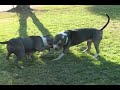 Thebullyhouse.com Pitbull Pit Bull Working Out Thebullyhouse.com Pitbull Pit Bull Working Out