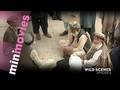 videos de Minimovies: Wild Scenes - Episodes 6