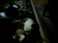 Elivs and Odie.wmv