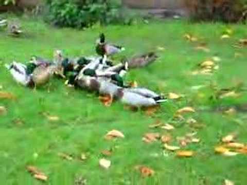 Edge Hill Ducks