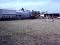 Registered 14 yr old gelding for sale.