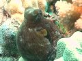 Octopus Changing