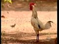 Ronaldo Viola e Praiano ( Jeitão de Caboclo)