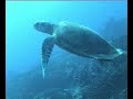 Tauchen  in Thailand - Similans und Richelieu Rock