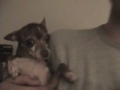 Giant Rat Giant Rat