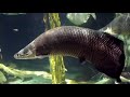 Aquaria KLCC 2009 (HD)