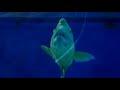 Aquaria KLCC 2009 (HQ)