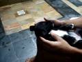 videos de pretinha 022.mpg