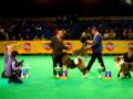 videos de Eurodogshow Kortrijk 2008 - Best in Show - Part 4