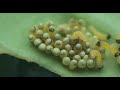 ammonite showreel
