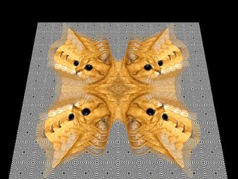 CAT GIF