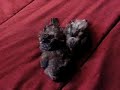 b�b�s bourkes 1 mois