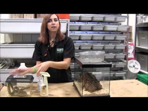 how to treat mites