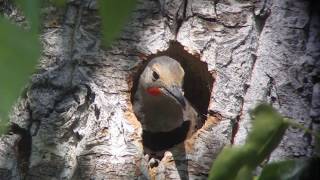 Northern Flicker Video