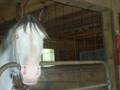 videos de Cedar hills Horses!