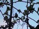 Baby Hummingbird
