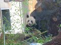 Yang Yang (und K�pfchen von Fu Long)