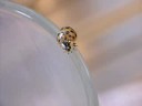 Ladybird With 19 Spots On The Rim Of A Glass