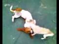 videos de dogs 