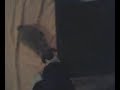 Bunny foot chasing Bunny foot chasing