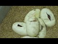 Pet-Project-09-part-