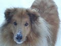 My dog Miki and winter at last here in the Arctic Circle My dog Miki and winter at last here in the Arctic Circle