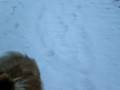 videos de My dog Miki and winter at last here in the Arctic Circle