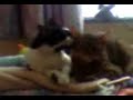 chats-gays.html