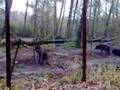 Wolvengedrag tijdens excursie in Tierpark Gangelt