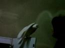 Buzz part2