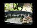 house sparrow; how high a jump before wings come in ?