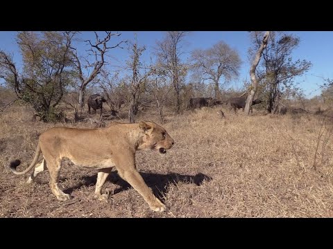 22 LIONS ATTACK BUFFALO