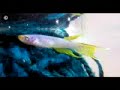 Killifish -Cria��o Paulo Tosador