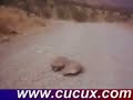 turtle rape turtle rape