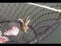 Dungeness Crab at Newport, OR.