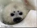 hELP WHALES AND SEALS PLEASE