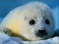 videos de hELP WHALES AND SEALS PLEASE