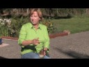 Growing Herbs : How to Grow Vanilla