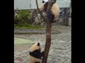 panda fall