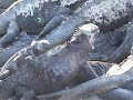 Marine Iguanas